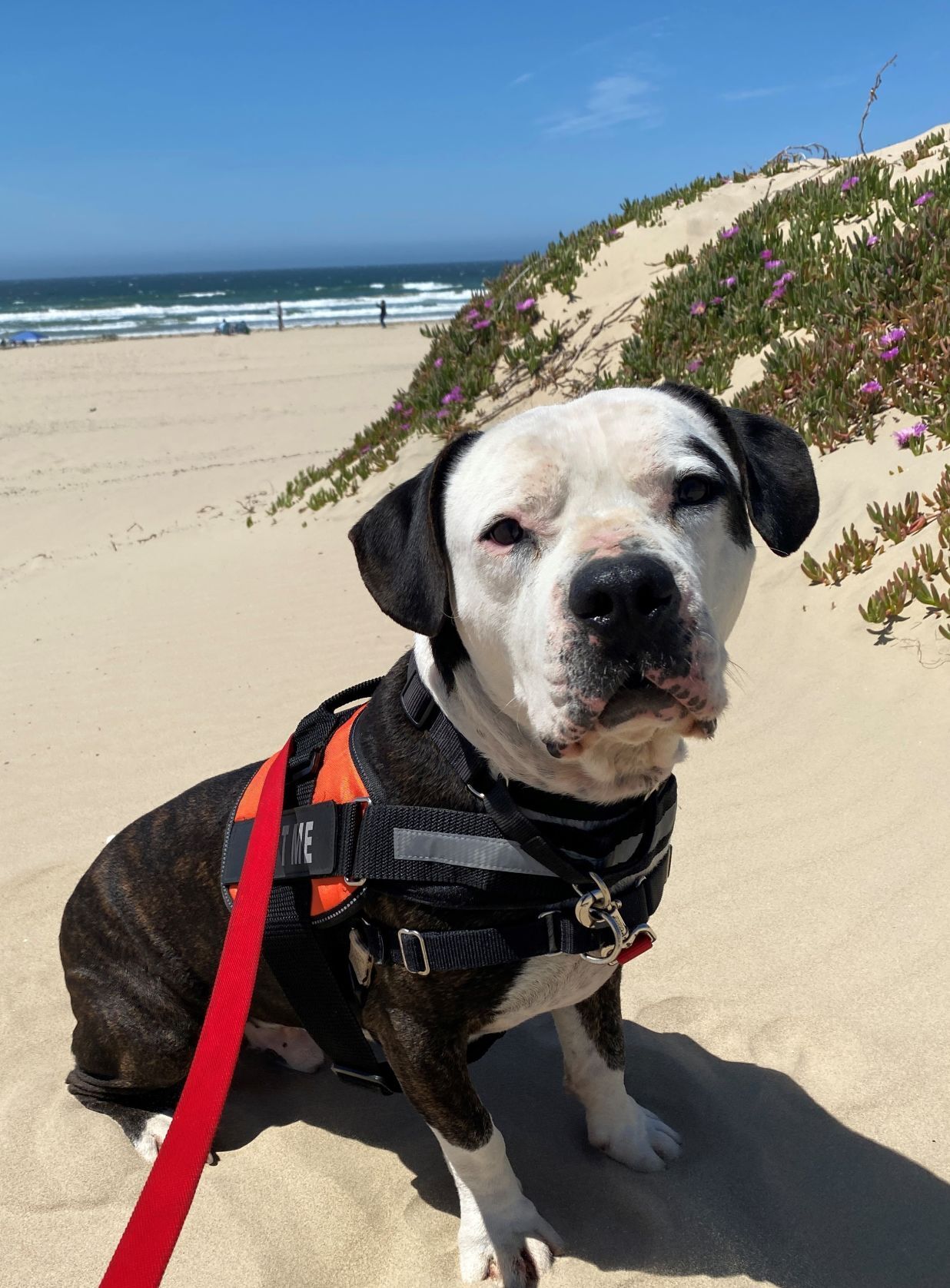 Appa beach day